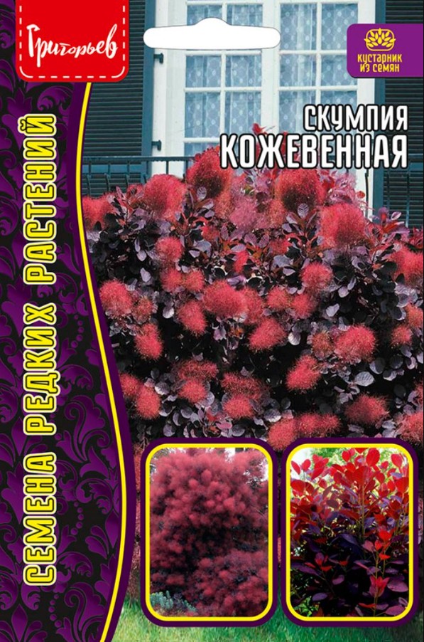 Скумпия_Кожевенная б/ф_20_шт._Григорьев