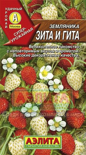 Земляника_Зита и Гита см_0_г._Аэлита