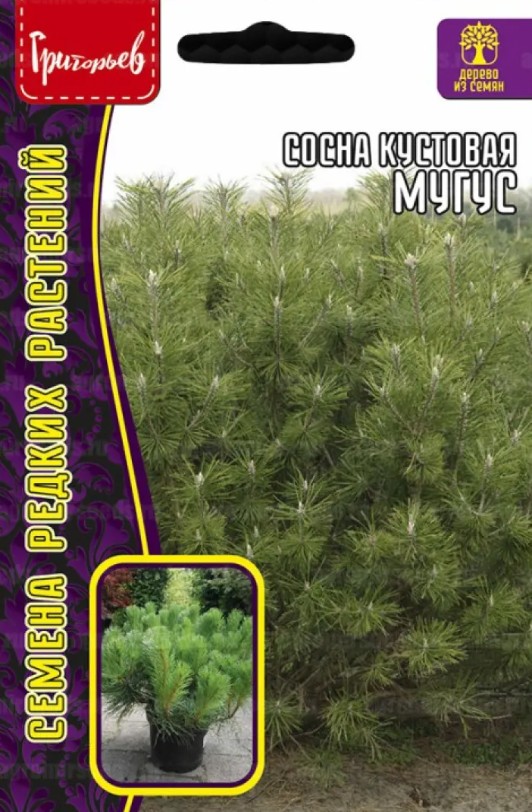 Сосна_Мугус (кустовая) б/ф_10_шт._Григорьев