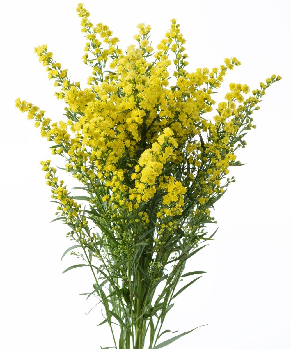 Трава-запарник ЗОЛОТАРНИК XXL