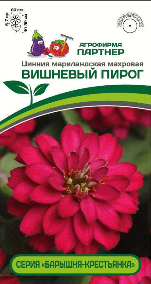 Цинния_Вишневый Пирог (Барышня-Крестьянка)_5_шт._Партнер