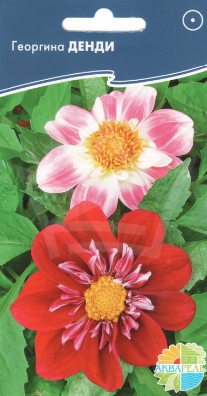 Георгин_Денди_20_шт._Акварель