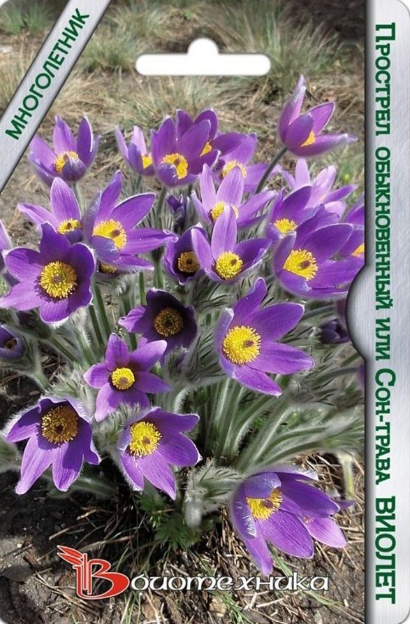 Прострел (сон-трава, пульсатилла)_Виолет_10_шт._Биотехника