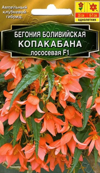 Бегония_Копакабана Лососевая F1 (боливийская ампельная) б/ф_3_шт._Григорьев