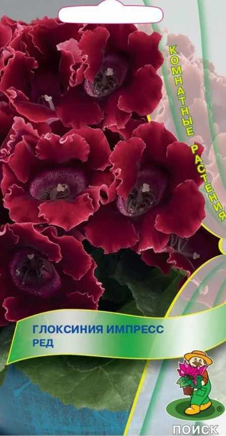 Глоксиния_Импресс Ред_0,04_шт._Поиск
