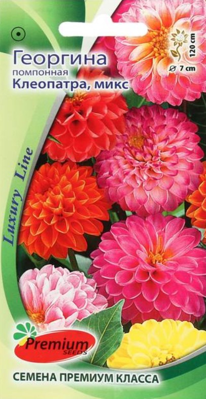 Георгин_Помпонная Клеопатра см_0,1_г._Премиум Сидс