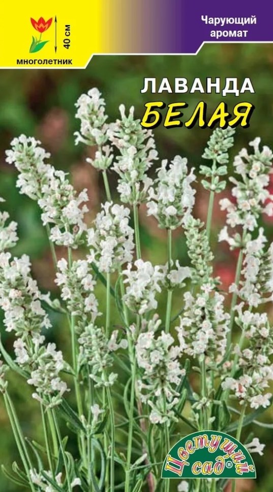 Лаванда_Белая_0,04_шт._Цветущий Сад