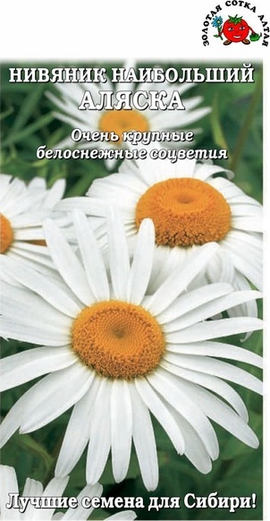 Нивяник_Аляска_0,2_г._Золотая Сотка Алтая