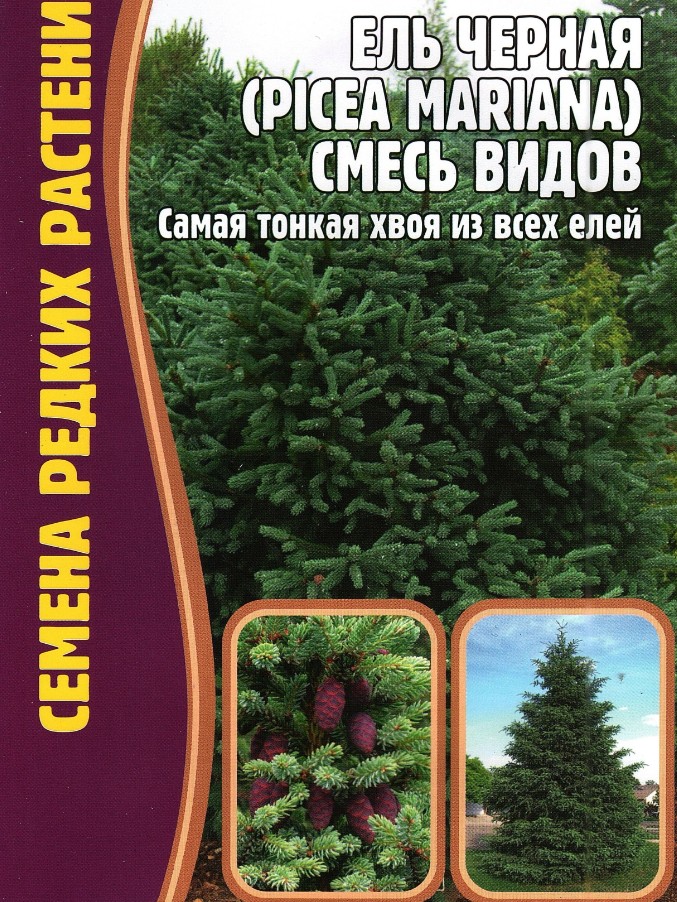 Ель_Черная смесь видов (Picea mariana) б/ф_20_шт._Григорьев