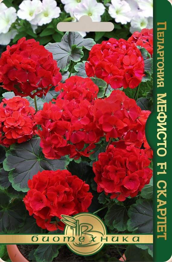 Герань (Пеларгония)_Мефисто Скарлет F1_5_шт._Биотехника