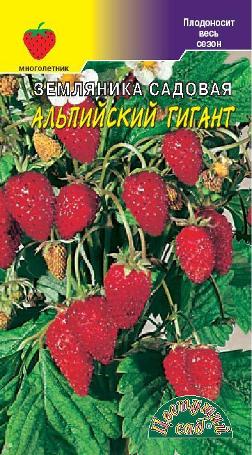 Земляника_Альпийский гигант_0_г._Цветущий Сад