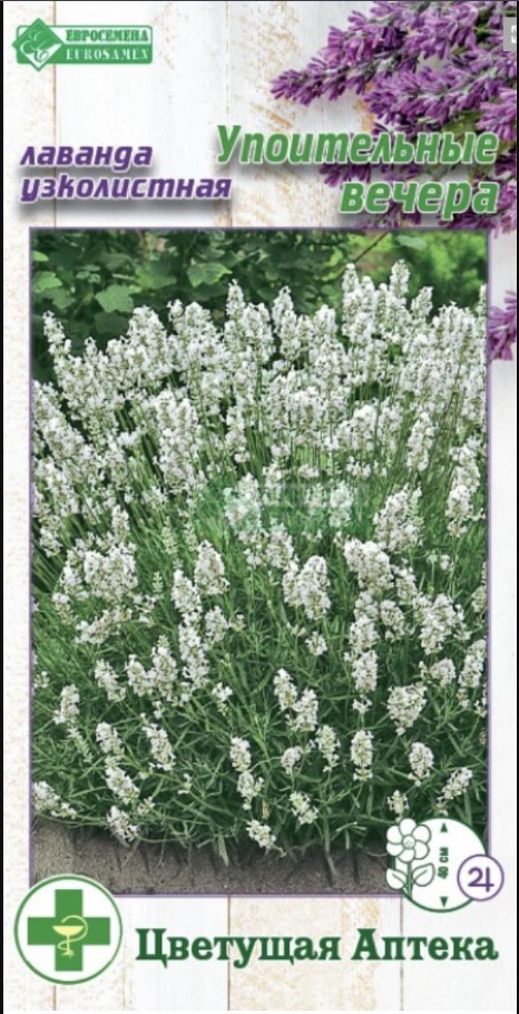 Лаванда_Упоительные Вечера (узколистная) (Цветущая Аптека)_5_шт._ЕВРОСЕМЕНА
