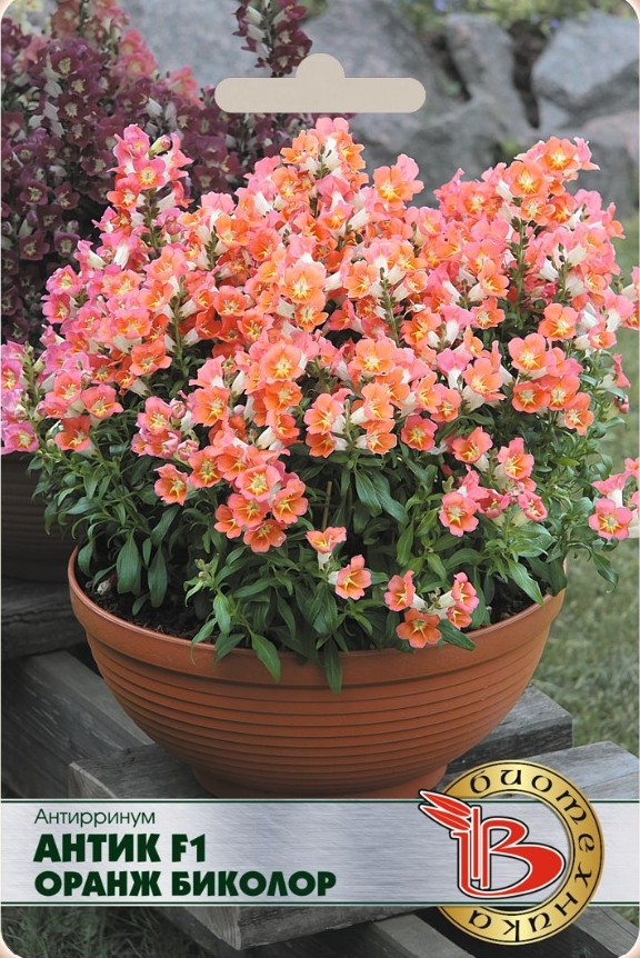 Львиный зев (антирринум)_Антик F1 Оранж Биколор_20_шт._Биотехника