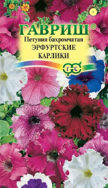 Глоксиния_Импресс Ред Пикоти_5_шт._Поиск