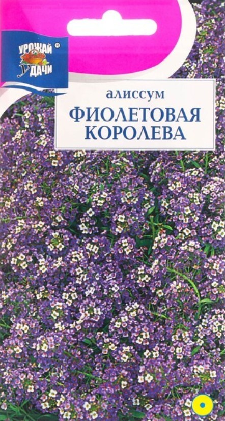 Алиссум (лобулярия)_Фиолетовая королева_0,1_г._Акварель