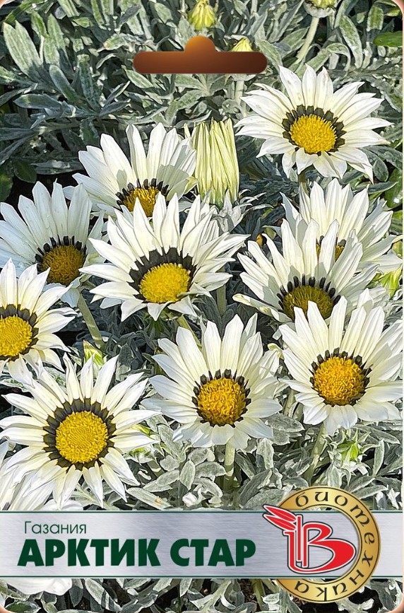 Гацания_Арктик Стар_7_шт._Биотехника