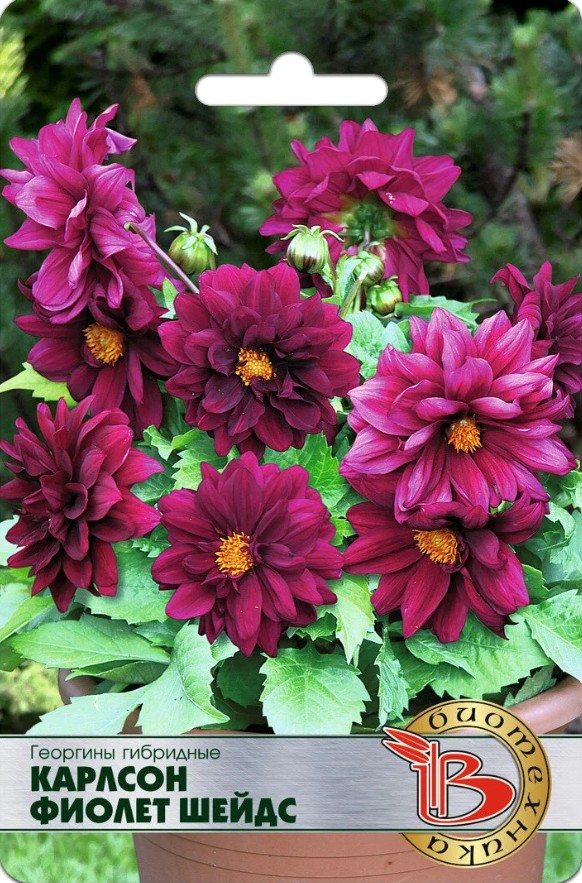 Георгин_Карлсон Фиолет Шейдс_10_шт._Биотехника