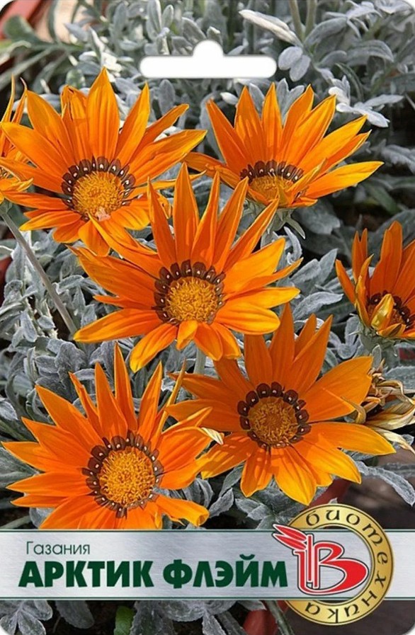 Гацания_Арктик Флэйм_7_шт._Биотехника