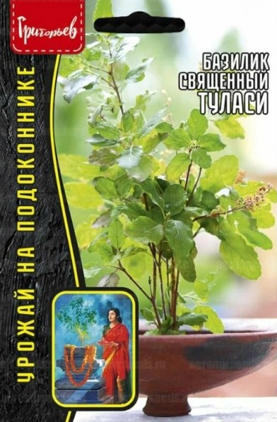 Базилик_Туласи (священный) б/ф_1_г._Григорьев