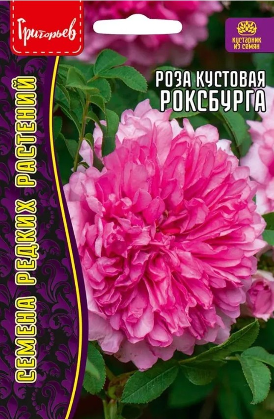 Роза_Кустовая Роксбурга б/ф_10_шт._Григорьев