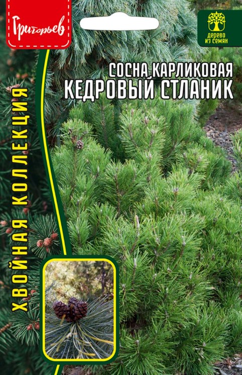 Сосна_Карликовая (кедровый стланик) б/ф_5_шт._Григорьев