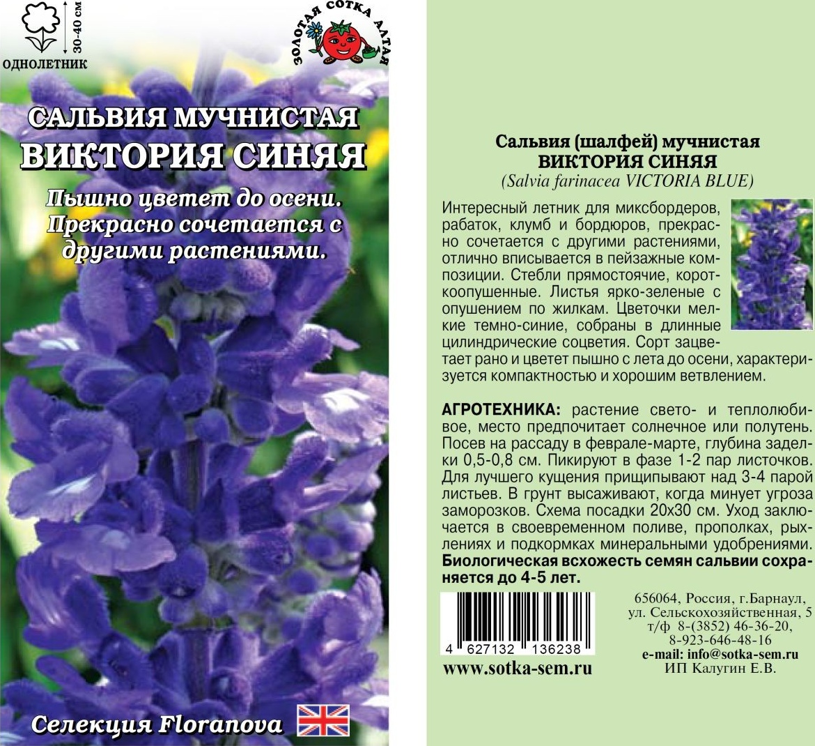 Сальвия_Виктория Синяя (мучнистая)_10_шт._Золотая Сотка Алтая