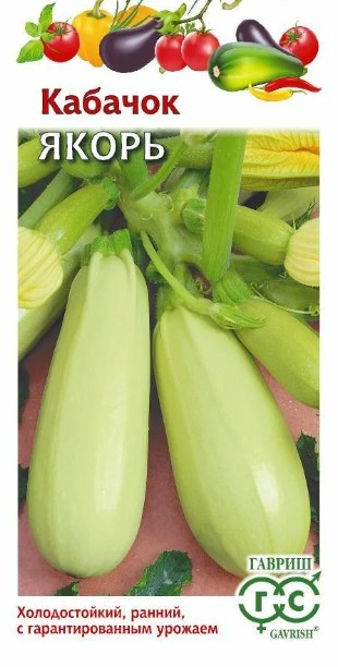 Кабачок_Якорь  Б/П_1,5_г._Гавриш