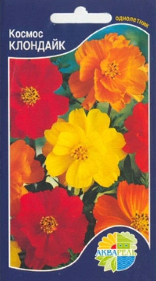 Космея_Клондайк_30_шт._Акварель