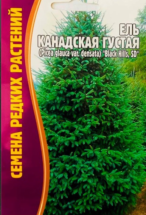 Ель_Канадская Густая б/ф_10_шт._Григорьев