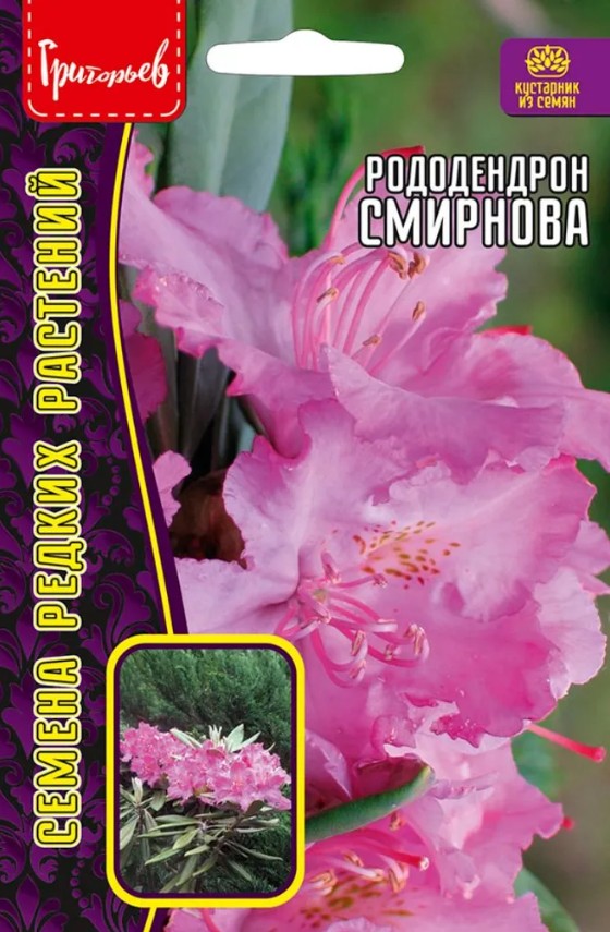 Рододендрон_Смирнова б/ф_10_шт._Григорьев