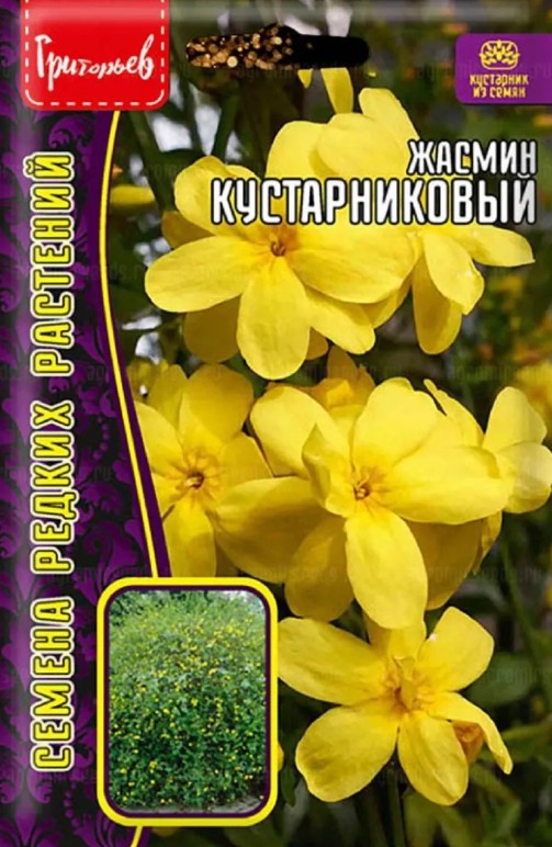 Жасмин_Кустарниковый б/ф_5_шт._Григорьев