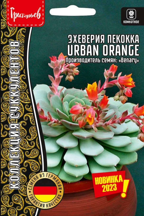 Эхеверия (толстянка)_Городской апельсин (Urban Orange) б/ф_5_шт._Григорьев