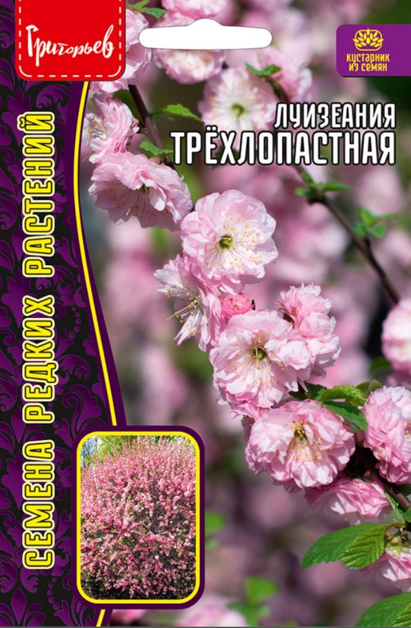 Миндаль_Луизиания (миндаль трехлопастный) б/ф_3_шт._Григорьев