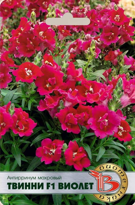 Львиный зев (антирринум)_Твинни F1 Виолет махр_15_шт._Биотехника