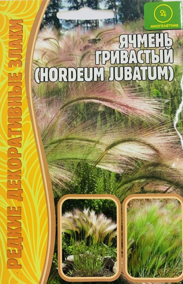 Ячмень_Гривастый (Hordeum jubatum) (злак) б/ф_0,1_г._Григорьев