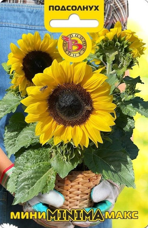 Подсолнечник декоративный_Мини-Макс Минима F1_5_шт._Биотехника
