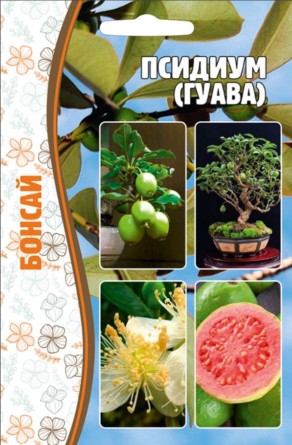 Псидиум_Гуава Бонсай б/ф_10_шт._Григорьев