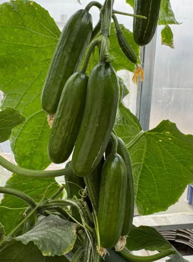 Огурец_Мини 65 F1_3_шт._Семко