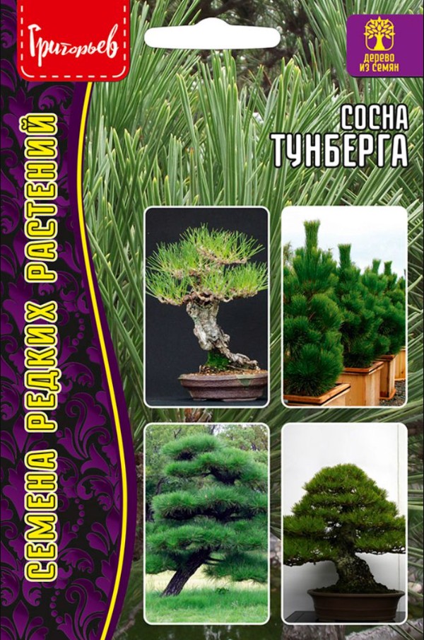 Сосна_Тунберга б/ф_10_шт._Григорьев