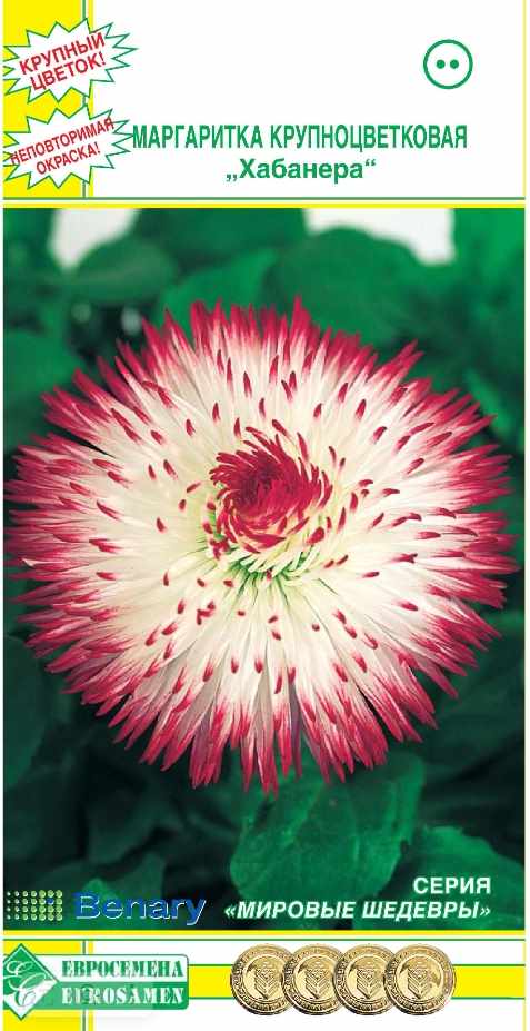 Маргаритка_Хабанера Бело-Розовая (Мировые Шедевры)_0,04_шт._ЕВРОСЕМЕНА