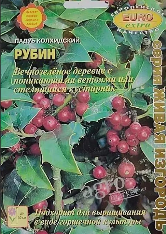 Падуб_Рубин колхидский б/ф_0,1_г._Аэлита Э