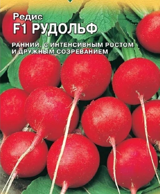 Редис_Рудольф F1 (Бейо)_1_г._Акварель