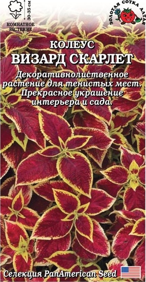 Колеус_Визард скарлет_10_шт._Золотая Сотка Алтая
