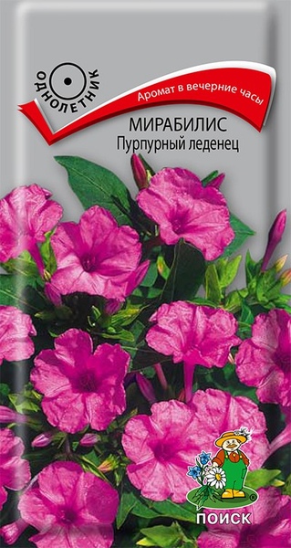 Мирабилис_Пурпурный леденец_1_г._Поиск