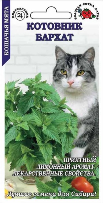 Котовник (непета)_Бархат_0,2_г._Золотая Сотка Алтая