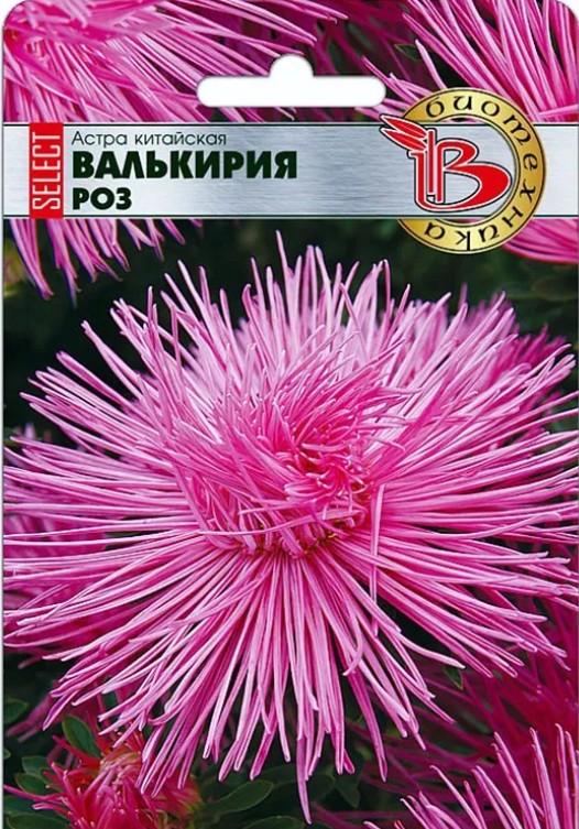 Астра_Валькирия Аврора см (игольчатая)_100_шт._Биотехника