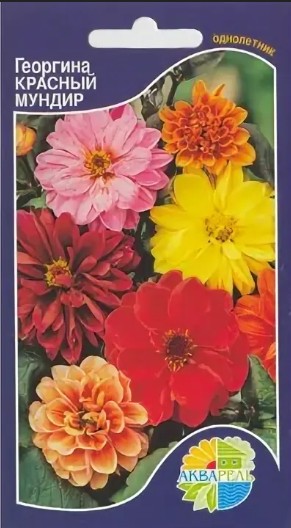 Георгин_Красный мундир см_20_шт._Акварель