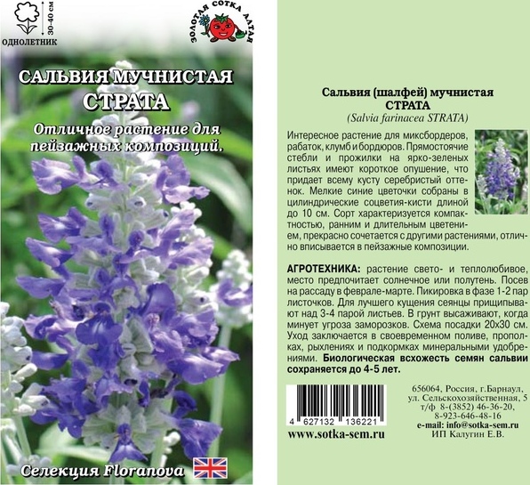 Сальвия_Страта (синяя мучнистая)_10_шт._Золотая Сотка Алтая