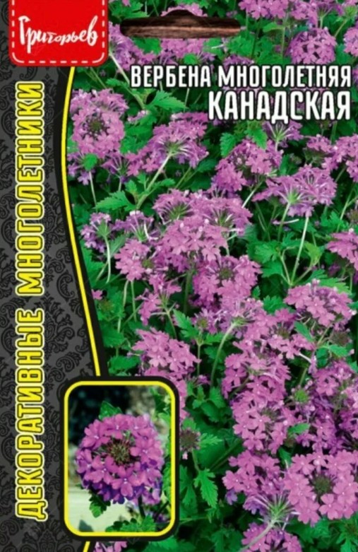 Вербена_Канадская б/ф_0,05_г._Григорьев