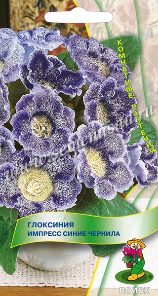 Глоксиния_Импресс Синие чернила_5_шт._Поиск